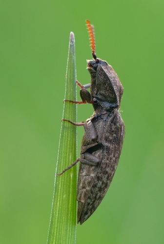 Mottled dingy-brown click beetle