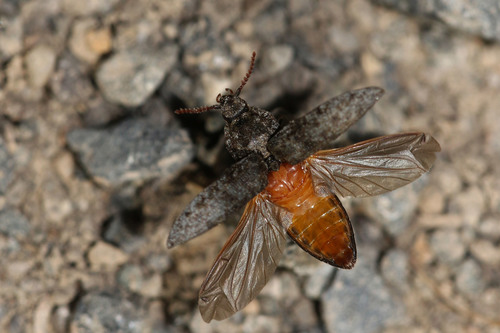 Mottled dingy-brown click beetle