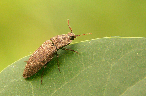 Mottled dingy-brown click beetle