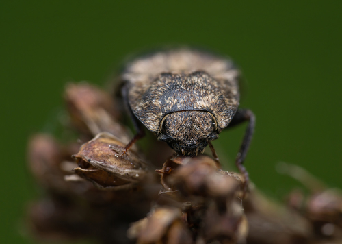 Mottled dingy-brown click beetle