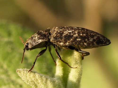 Mottled dingy-brown click beetle