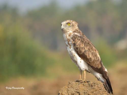 Short-toed Snake-Eagle