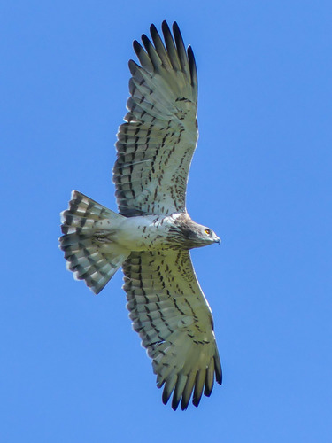 Short-toed Snake-Eagle