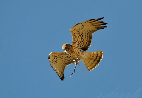 Short-toed Snake-Eagle