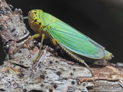 Green Leafhopper