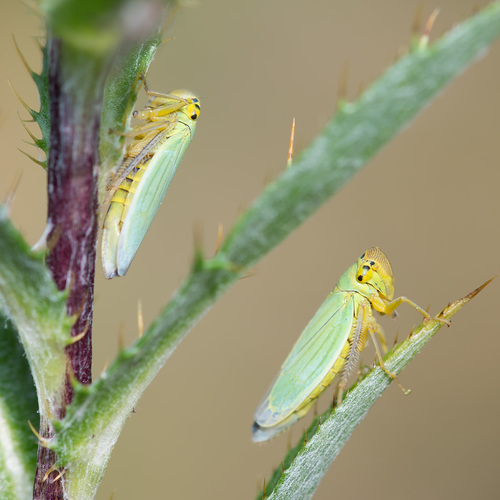 Green Leafhopper
