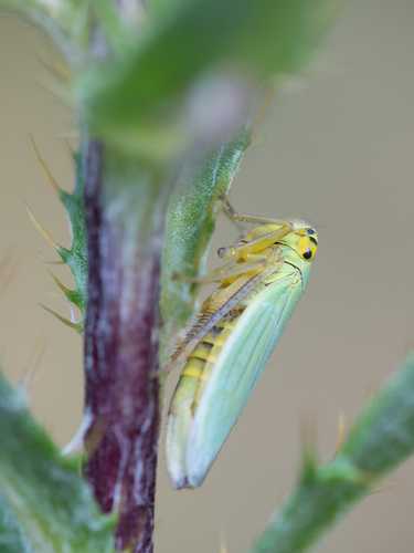 Green Leafhopper