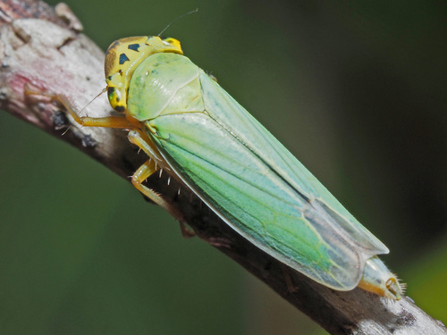 Green Leafhopper