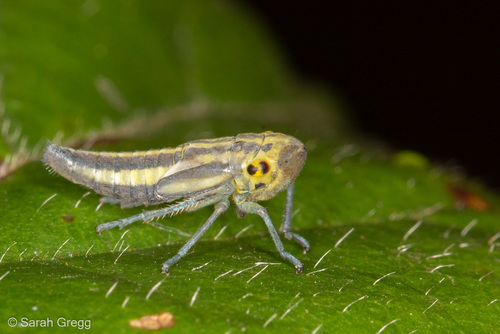 Green Leafhopper