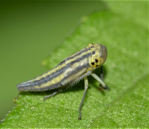 Green Leafhopper