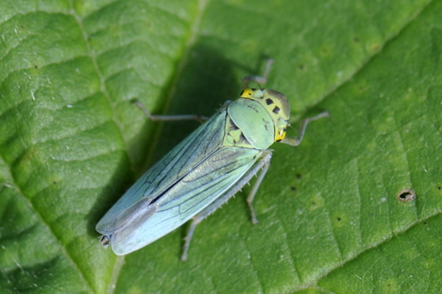 Green Leafhopper