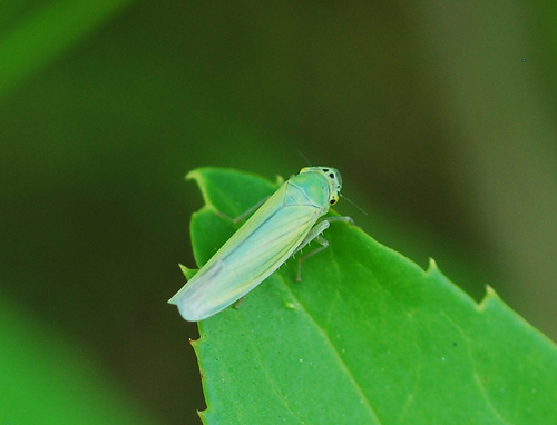 Green Leafhopper