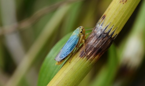 Green Leafhopper