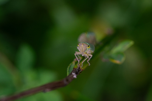 Green Leafhopper