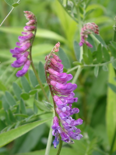 tufted vetch