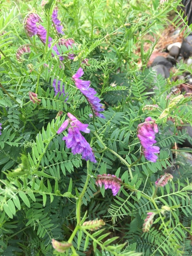 tufted vetch