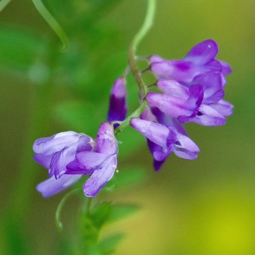 tufted vetch