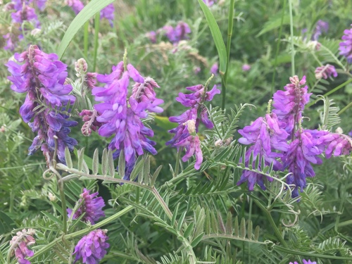 tufted vetch
