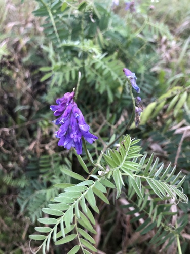 tufted vetch