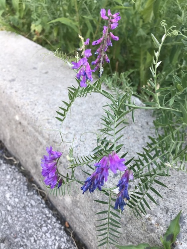 tufted vetch