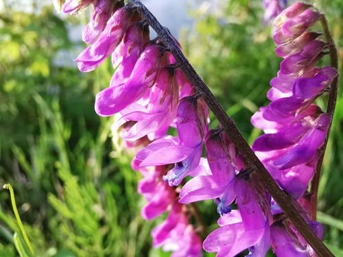 tufted vetch