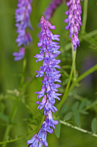 tufted vetch