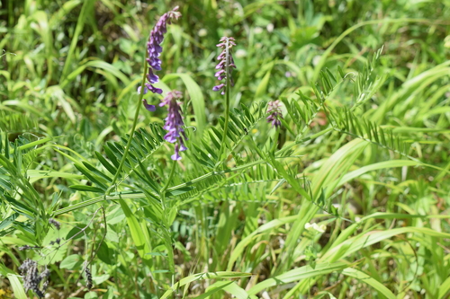 tufted vetch