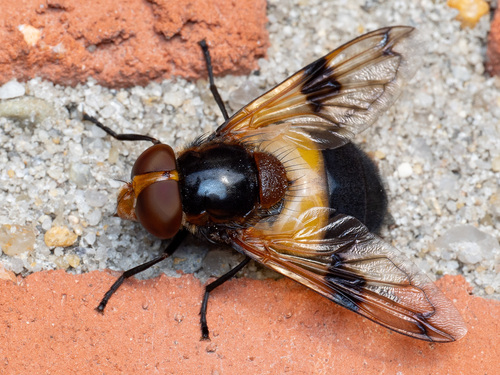 Pellucid Hover Fly