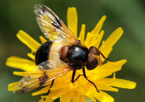 Pellucid Hover Fly