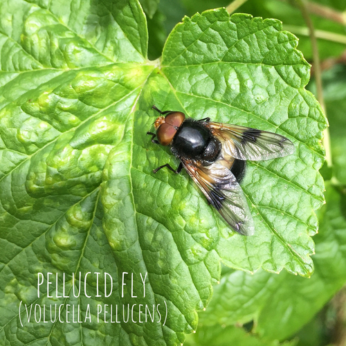 Pellucid Hover Fly