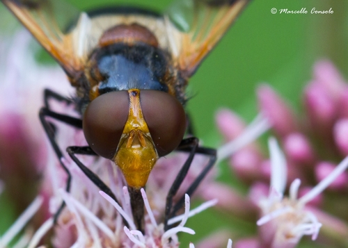 Pellucid Hover Fly