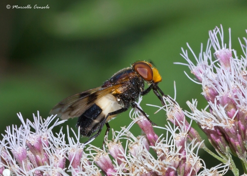 Pellucid Hover Fly