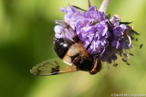 Pellucid Hover Fly