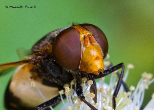 Pellucid Hover Fly