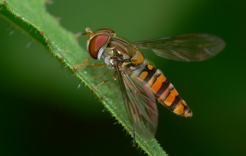 Marmalade Hover Fly