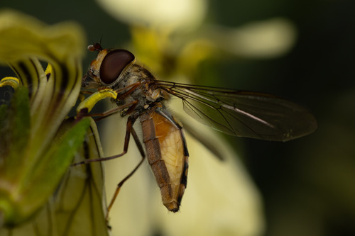 Marmalade Hover Fly