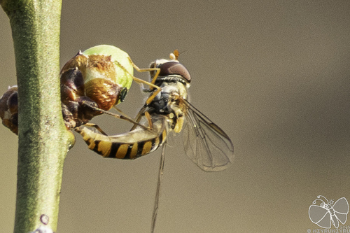 Marmalade Hover Fly