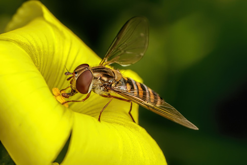 Marmalade Hover Fly