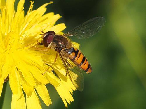 Marmalade Hover Fly