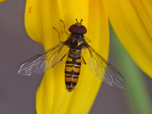 Marmalade Hover Fly