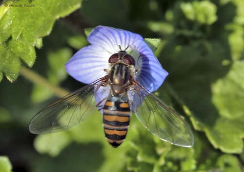 Marmalade Hover Fly