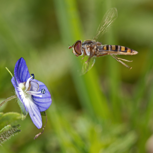 Marmalade Hover Fly