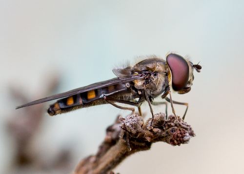 Marmalade Hover Fly
