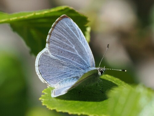 Echo Azure