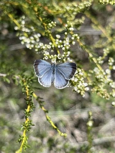 Echo Azure