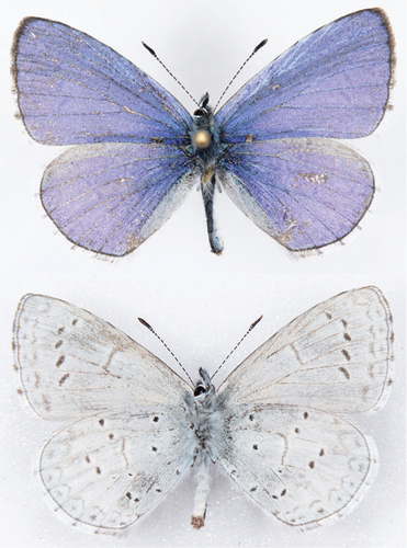 Echo Azure