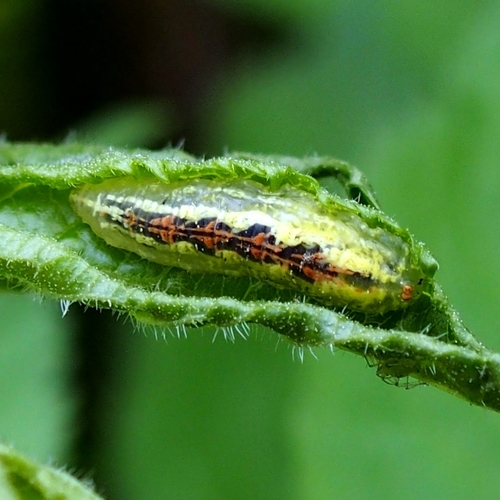 Common Flower Flies
