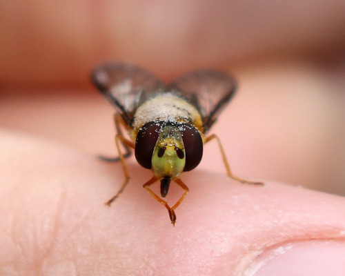 Common Flower Flies