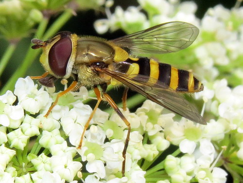 Common Flower Flies