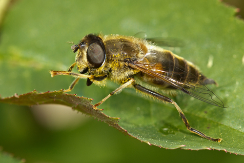 Tapered Drone Fly